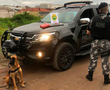 Apreensão de drogas com uso de cães da PM aumenta em quase 1.000% no Paraná