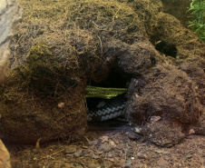 Batalhão ambiental e IAT resgatam animais silvestres de cativeiro ilegal e aplicam autuação de R$ 14,7 mil, no Norte do Paraná