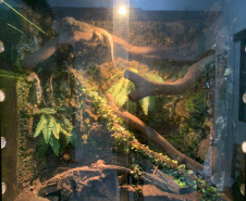 Batalhão ambiental e IAT resgatam animais silvestres de cativeiro ilegal e aplicam autuação de R$ 14,7 mil, no Norte do Paraná