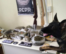 Polícia Civil prende 12 integrantes de organização criminosa nos Campos Gerais