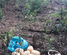 Mais de uma tonelada de maconha é apreendida pela PM em Santa Helena 