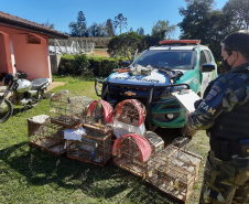 Polícia Ambiental apreende quatro armas e 12 pássaros silvestres em Rio Negro 