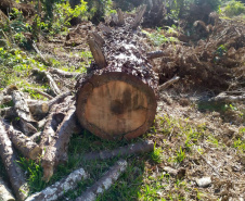 Polícia Ambiental e IAT localizam 406 ha de desmate no Centro-Sul e aplicam R$ 4,2 milhões em multas 