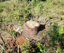 Polícia Ambiental e IAT localizam 406 ha de desmate no Centro-Sul e aplicam R$ 4,2 milhões em multas 