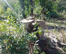 Polícia Ambiental e IAT localizam 406 ha de desmate no Centro-Sul e aplicam R$ 4,2 milhões em multas 