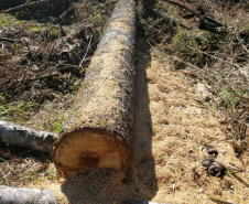 Polícia Ambiental e IAT localizam 406 ha de desmate no Centro-Sul e aplicam R$ 4,2 milhões em multas 