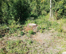 Polícia Ambiental e IAT localizam 406 ha de desmate no Centro-Sul e aplicam R$ 4,2 milhões em multas 
