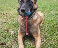 Polícia Civil usa cães de faro para reforçar ações contra o tráfico de drogas