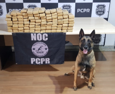 Polícia Civil usa cães de faro para reforçar ações contra o tráfico de drogas