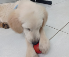 Cão da PM será aplicado em programa de saúde mental de profissionais da segurança pública