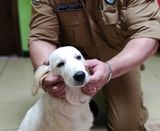 Cão da PM será aplicado em programa de saúde mental de profissionais da segurança pública