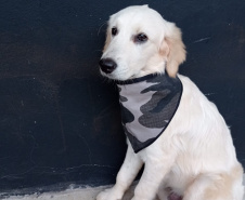 Cão da PM será aplicado em programa de saúde mental de profissionais da segurança pública