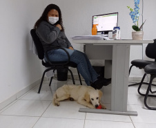 Cão da PM será aplicado em programa de saúde mental de profissionais da segurança pública