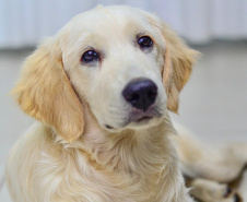 Cão da PM será aplicado em programa de saúde mental de profissionais da segurança pública