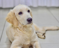 Cão da PM será aplicado em programa de saúde mental de profissionais da segurança pública
