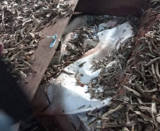 PM apreende 425 quilos de crack avaliados em R$13 milhões em Maria Helena