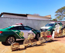 Mais de 100 aves nativas são apreendidas em operação no Noroeste do Estado