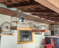 Mais de 100 aves nativas são apreendidas em operação no Noroeste do Estado