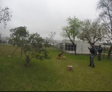 Cães de faro da PM passam por testes de faro de armas no Rio Grande do Sul 