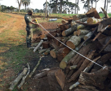 Estado aplica R$ 1 milhão em multas e apreende madeira nativa em ação contra o desmatamento