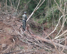 Estado aplica R$ 1 milhão em multas e apreende madeira nativa em ação contra o desmatamento
