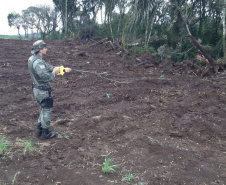 Estado aplica R$ 1 milhão em multas e apreende madeira nativa em ação contra o desmatamento