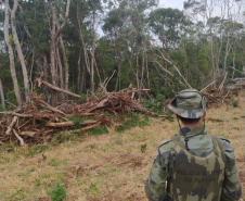 Estado aplica R$ 1 milhão em multas e apreende madeira nativa em ação contra o desmatamento