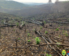 Operação Mata Atlântica em Pé aplicou R$ 15,6 milhões em multas por desmatamento ilegal