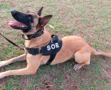 Secretário da Segurança Pública do Paraná participa da Inauguração da Base de Operações com Cães da SOE em Maringá