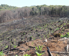 Seção de Crimes Ambientais da Polícia Científica fortalece proteção da fauna e da flora no Paraná