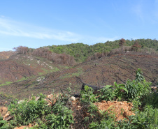 Seção de Crimes Ambientais da Polícia Científica fortalece proteção da fauna e da flora no Paraná