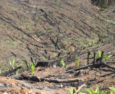 Seção de Crimes Ambientais da Polícia Científica fortalece proteção da fauna e da flora no Paraná