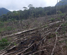 Homem é preso pela Polícia Ambiental por desmatamento ilegal de sete hectares em Antonina, no Litoral do estado