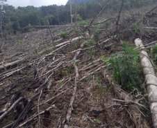 Homem é preso pela Polícia Ambiental por desmatamento ilegal de sete hectares em Antonina, no Litoral do estado