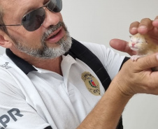 Em Matinhos, Polícia Civil resgata do lixo quatro gatos recém-nascidos