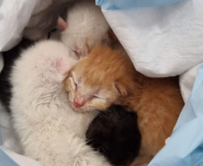 Em Matinhos, Polícia Civil resgata do lixo quatro gatos recém-nascidos