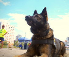 Cães que colaboraram na apreensão de 7 toneladas de drogas em 2021 viram veranistas
