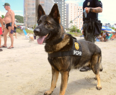 Cães que colaboraram na apreensão de 7 toneladas de drogas em 2021 viram veranistas