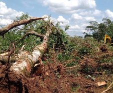 Batalhão de Polícia Ambiental aumenta parcerias e multas crescem R$ 19 milhões em 2 anos
