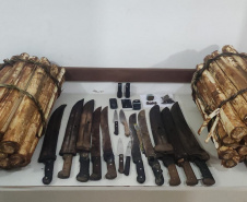 Em Guaratuba, PM flagra extração ilegal de palmito ameaçado de extinção