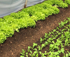 Orgânicos cultivados por presos de Guarapuava são distribuídos a instituições de acolhimento