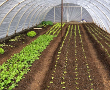 Orgânicos cultivados por presos de Guarapuava são distribuídos a instituições de acolhimento
