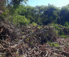 BPAmb localiza desmatamento ambiental após denúncia via 181