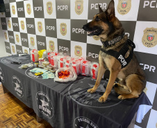 cachorro da polícia civil ao lado das drogas, bolos e dinheiro apreendidos