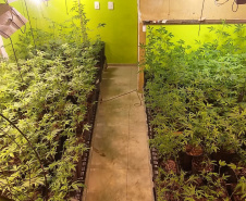  Polícia apreende 400 pés de maconha e fecha laboratório de drogas em Curitiba