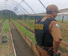 Após denúncia, Polícia Militar apreende mais de 700 pés de maconha em Guaratuba