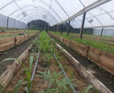 Após denúncia, Polícia Militar apreende mais de 700 pés de maconha em Guaratuba