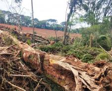 Denúncia leva a polícia a localizar focos de desmatamento no interior do Paraná