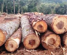 Denúncia leva a polícia a localizar focos de desmatamento no interior do Paraná