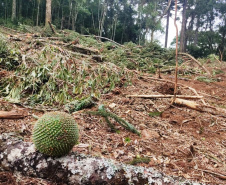 Denúncia leva a polícia a localizar focos de desmatamento no interior do Paraná